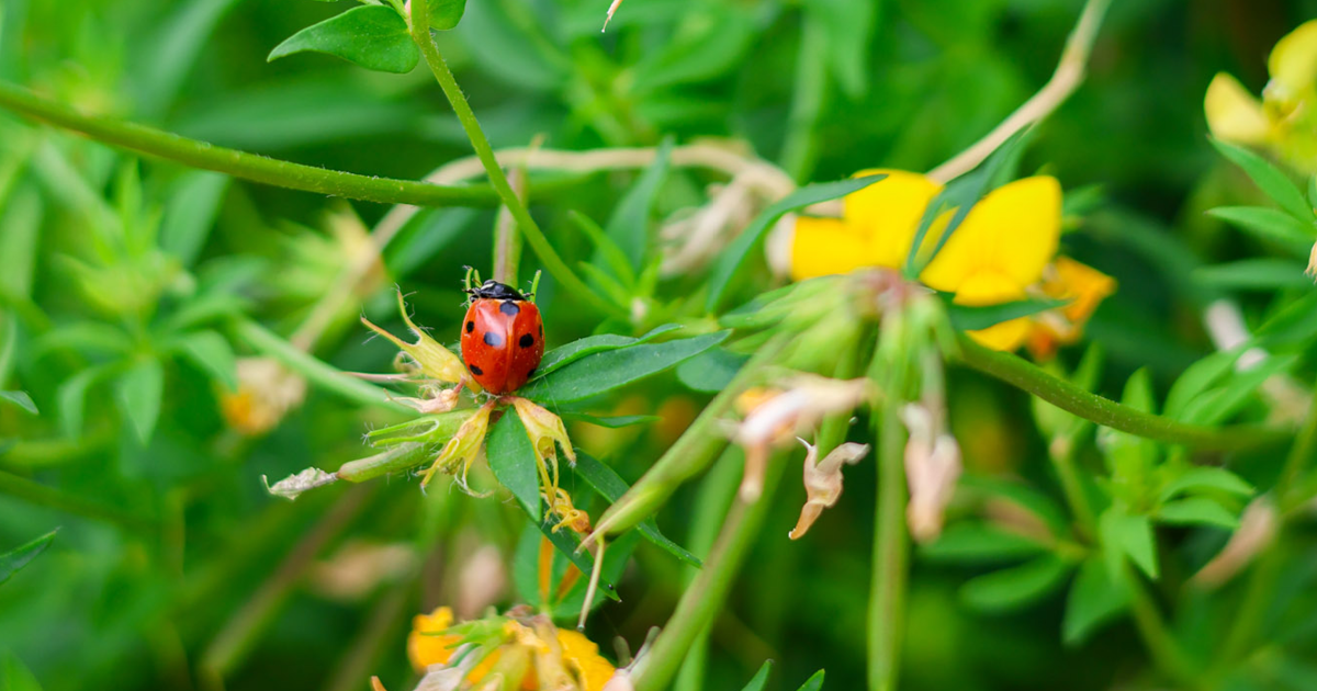 Close up image of yellow wild flowers with red ladybird resting on a leaf.