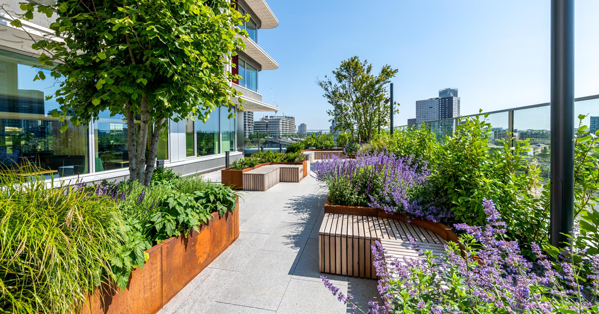 Roof top terrace in an urban built up city. View of the city behind. Several raised planters filled with mature trees and plants. Lavender filled planters. Blue sky on a sunny day.